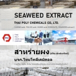 Seaweed extract, สาหร่ายผง, ผงสาหร่าย